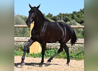 Menorquin, Mare, 3 years, 15.2 hh, Black