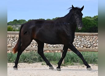 Menorquin, Mare, 3 years, 15.2 hh, Black