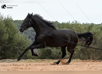 Menorquin, Mare, 3 years, 15.2 hh, Black