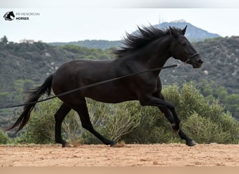 Menorquin, Mare, 3 years, 15.2 hh, Black