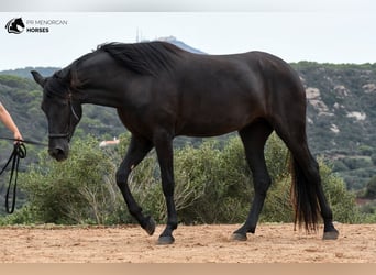 Menorquin, Mare, 3 years, 15.2 hh, Black