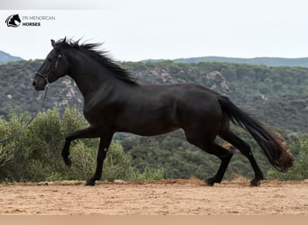 Menorquin, Mare, 3 years, 15.2 hh, Black