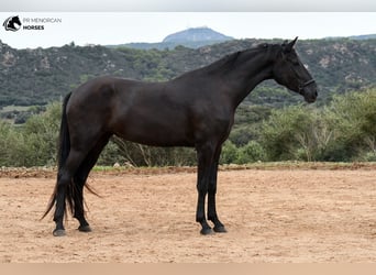 Menorquin, Mare, 3 years, 15.2 hh, Black