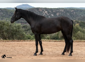 Menorquin, Mare, 3 years, 15.2 hh, Black