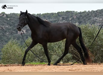 Menorquin, Mare, 3 years, 15.2 hh, Black