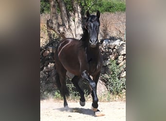 Menorquin, Mare, 3 years, 15.3 hh, Black