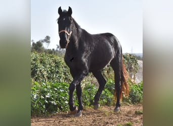 Menorquin, Mare, 3 years, 15 hh, Black