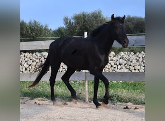 Menorquin, Mare, 3 years, 15 hh, Black