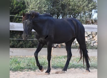 Menorquin, Mare, 3 years, 15 hh, Black