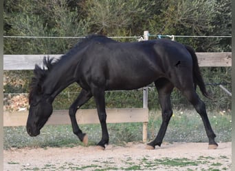 Menorquin, Mare, 3 years, 15 hh, Black