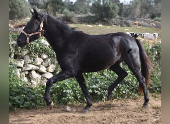 Menorquin, Mare, 3 years, 15 hh, Black