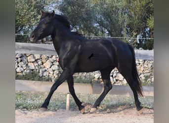 Menorquin, Mare, 3 years, 15 hh, Black