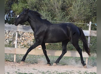 Menorquin, Mare, 3 years, 15 hh, Black