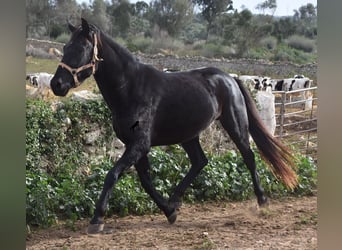 Menorquin, Mare, 3 years, 15 hh, Black