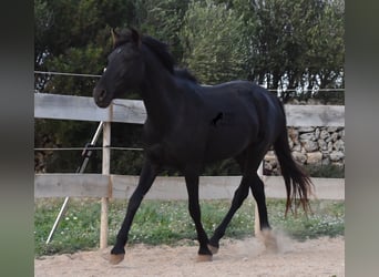 Menorquin, Mare, 3 years, 15 hh, Black