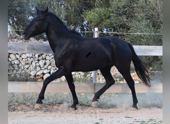 Menorquin, Mare, 3 years, 15 hh, Black
