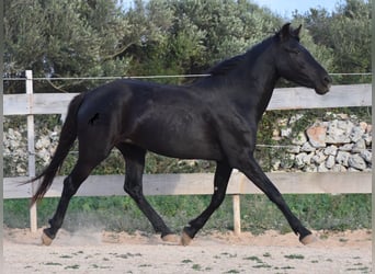 Menorquin, Mare, 3 years, 15 hh, Black