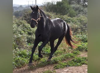 Menorquin, Mare, 3 years, 15 hh, Black