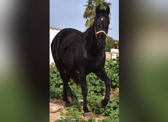 Menorquin, Mare, 3 years, 15 hh, Black