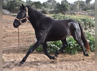 Menorquin, Mare, 3 years, 15 hh, Black