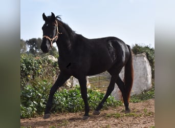 Menorquin, Mare, 3 years, 15 hh, Black