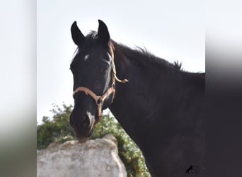 Menorquin, Mare, 3 years, 15 hh, Black