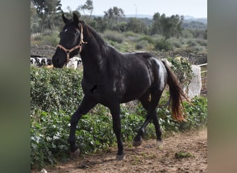 Menorquin, Mare, 3 years, 15 hh, Black