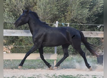 Menorquin, Mare, 3 years, 15 hh, Black