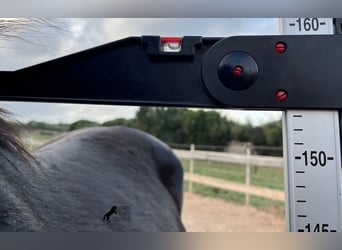 Menorquin, Mare, 3 years, 15 hh, Black