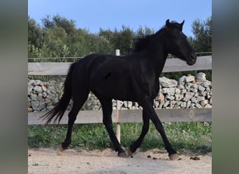 Menorquin, Mare, 3 years, 15 hh, Black