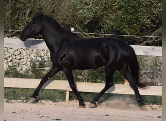 Menorquin, Mare, 3 years, 15 hh, Black