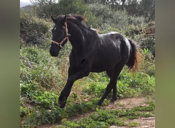Menorquin, Mare, 3 years, 15 hh, Black