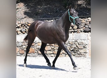 Menorquin, Mare, 3 years, 15,2 hh, Black