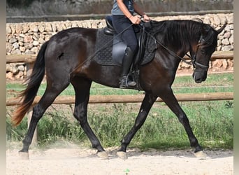 Menorquin, Mare, 3 years, 15,2 hh, Black