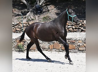 Menorquin, Mare, 3 years, 15,2 hh, Black