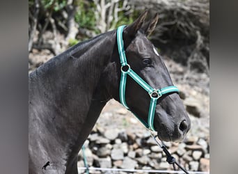 Menorquin, Mare, 3 years, 15,2 hh, Black
