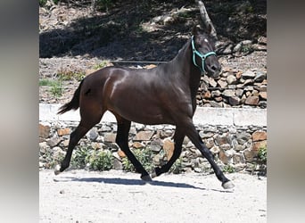 Menorquin, Mare, 3 years, 15,2 hh, Black