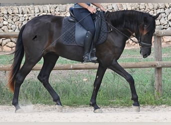 Menorquin, Mare, 3 years, 15,2 hh, Black