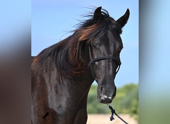 Menorquin, Mare, 3 years, 15,2 hh, Black