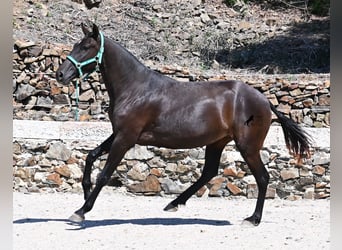 Menorquin, Mare, 3 years, 15,2 hh, Black