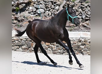 Menorquin, Mare, 3 years, 15,2 hh, Black