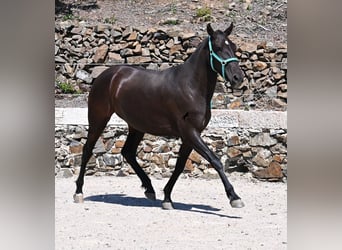 Menorquin, Mare, 3 years, 15,2 hh, Black