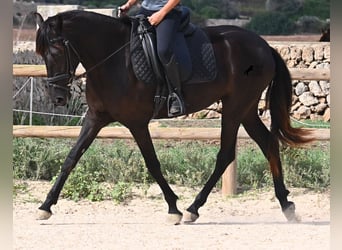 Menorquin, Mare, 3 years, 15,2 hh, Black