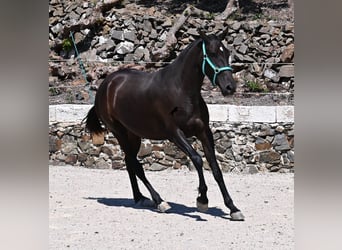 Menorquin, Mare, 3 years, 15,2 hh, Black