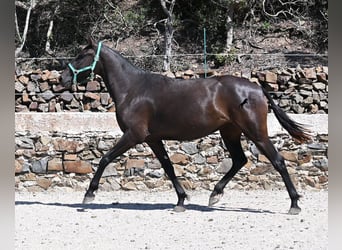 Menorquin, Mare, 3 years, 15,2 hh, Black