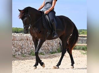 Menorquin, Mare, 3 years, 15,2 hh, Black