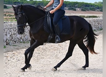 Menorquin, Mare, 3 years, 15,2 hh, Black