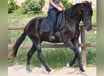 Menorquin, Mare, 3 years, 15,2 hh, Black