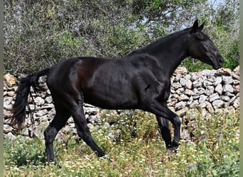 Menorquin, Mare, 3 years, 16.1 hh, Black