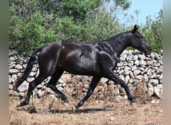Menorquin, Mare, 3 years, 16.1 hh, Black